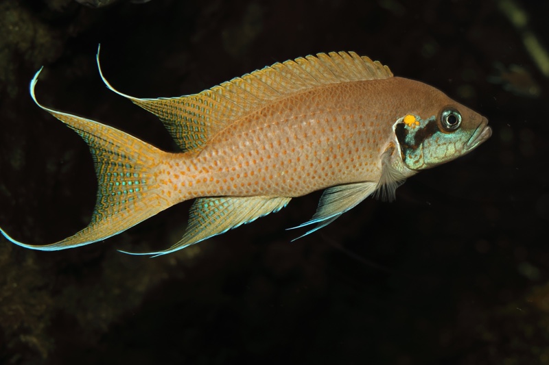 Neolamprologus brichardi 'Kiriza'